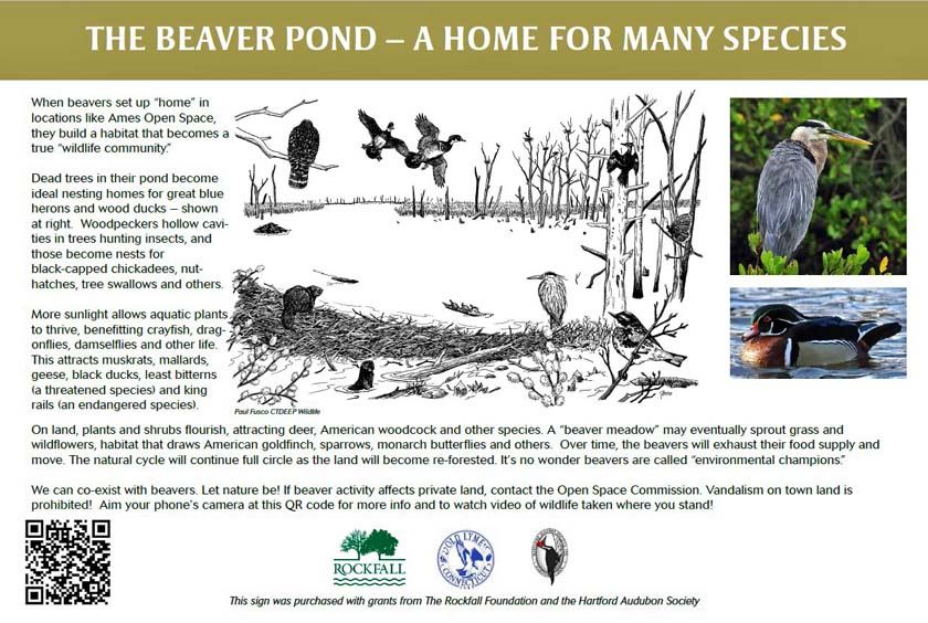 The Beaver Pond - Home for Many Species